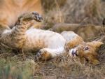 African_Lion_01