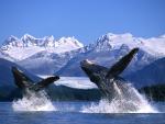 Humpback_Whales