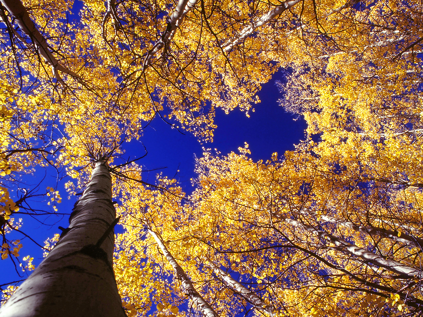 Aspen_Skyline
