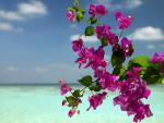 Bouganvilla_at_the_Beach