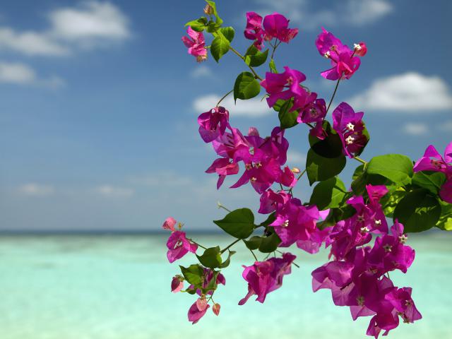 Bouganvilla_at_the_Beach