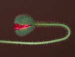 Corn_Poppy