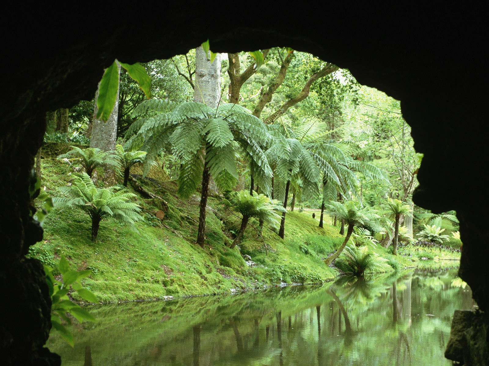 Fern_Trees_Terra