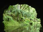 Fern_Trees_Terra