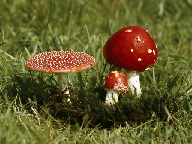 Fly_Agaric_Mushrooms