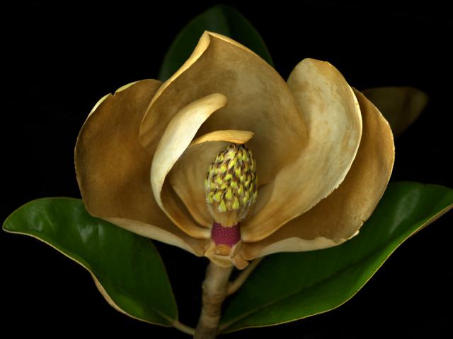 Magnolia_Flower