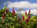 Red_Gingers_Arenal