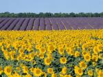 Sunflowers_and_Lavender