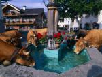 Thirsty_Cows