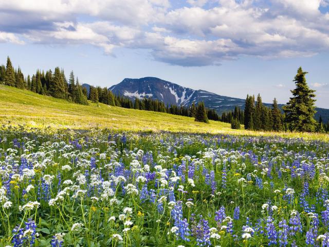 Wells_Gray_Provincial