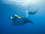 Chilean_Devil_Rays