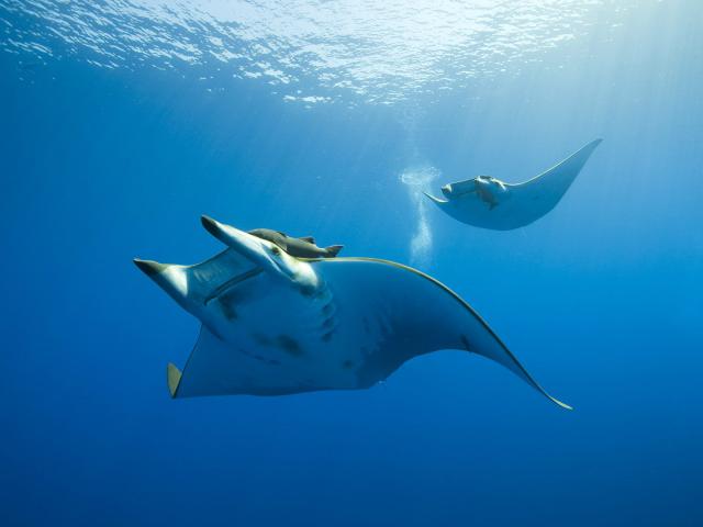 Chilean_Devil_Rays