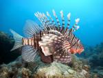 Lion_Fish_01