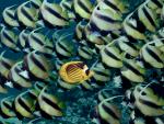 Raccoon_Butterflyfish