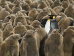 King_Penguin