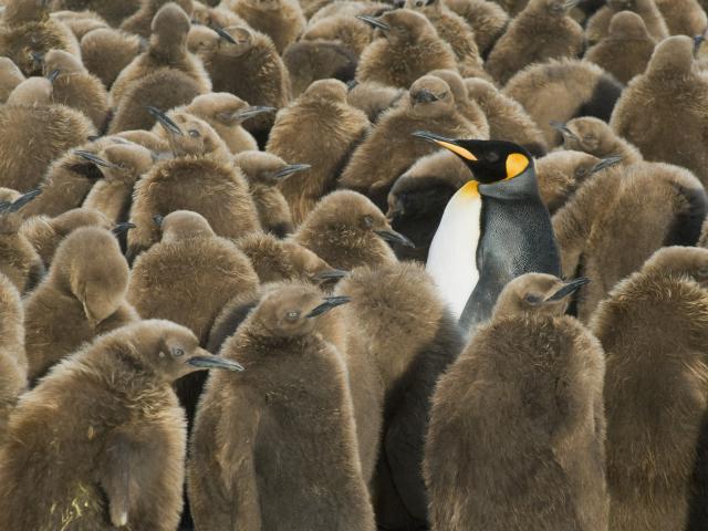 King_Penguin