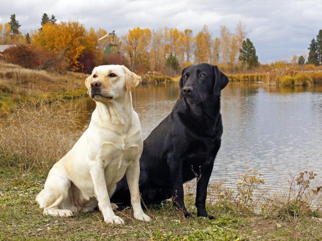 Black_Labrador