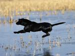 Leaping_Labrador