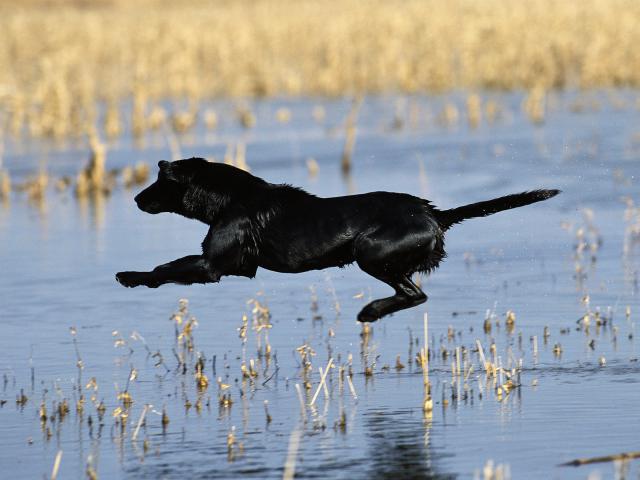 Leaping_Labrador