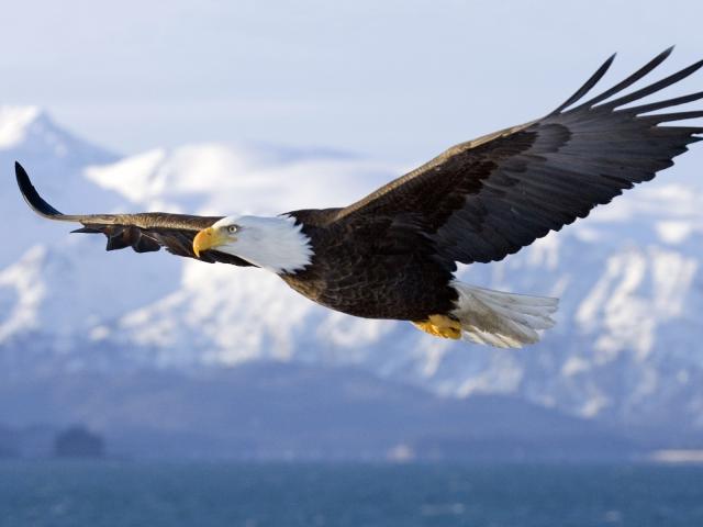 Soaring_Eagle