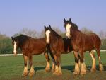 Clydesdale_Horses