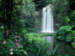 Millaa_Falls