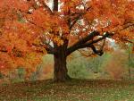 Fall_Foliage