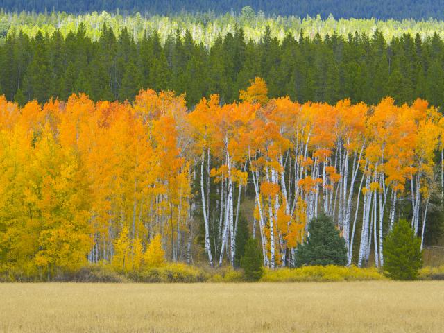 Golden_Aspens_Grand