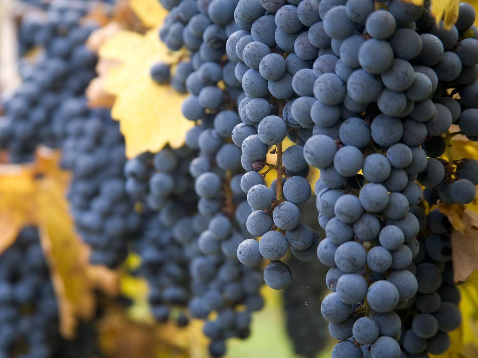 Harvest_Time