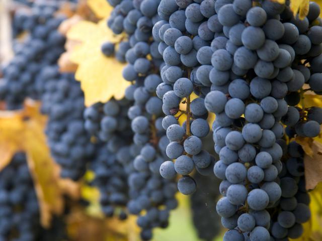 Harvest_Time