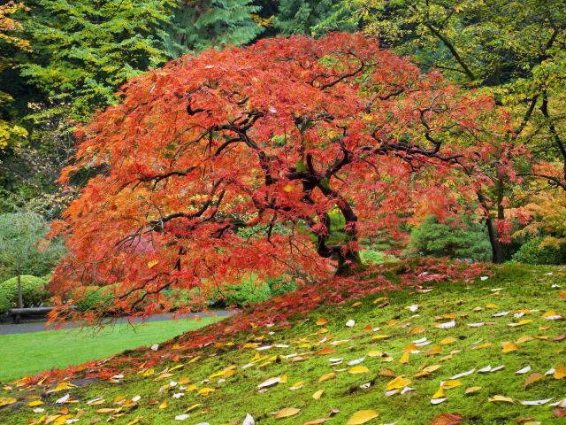Japanese_Maple_01