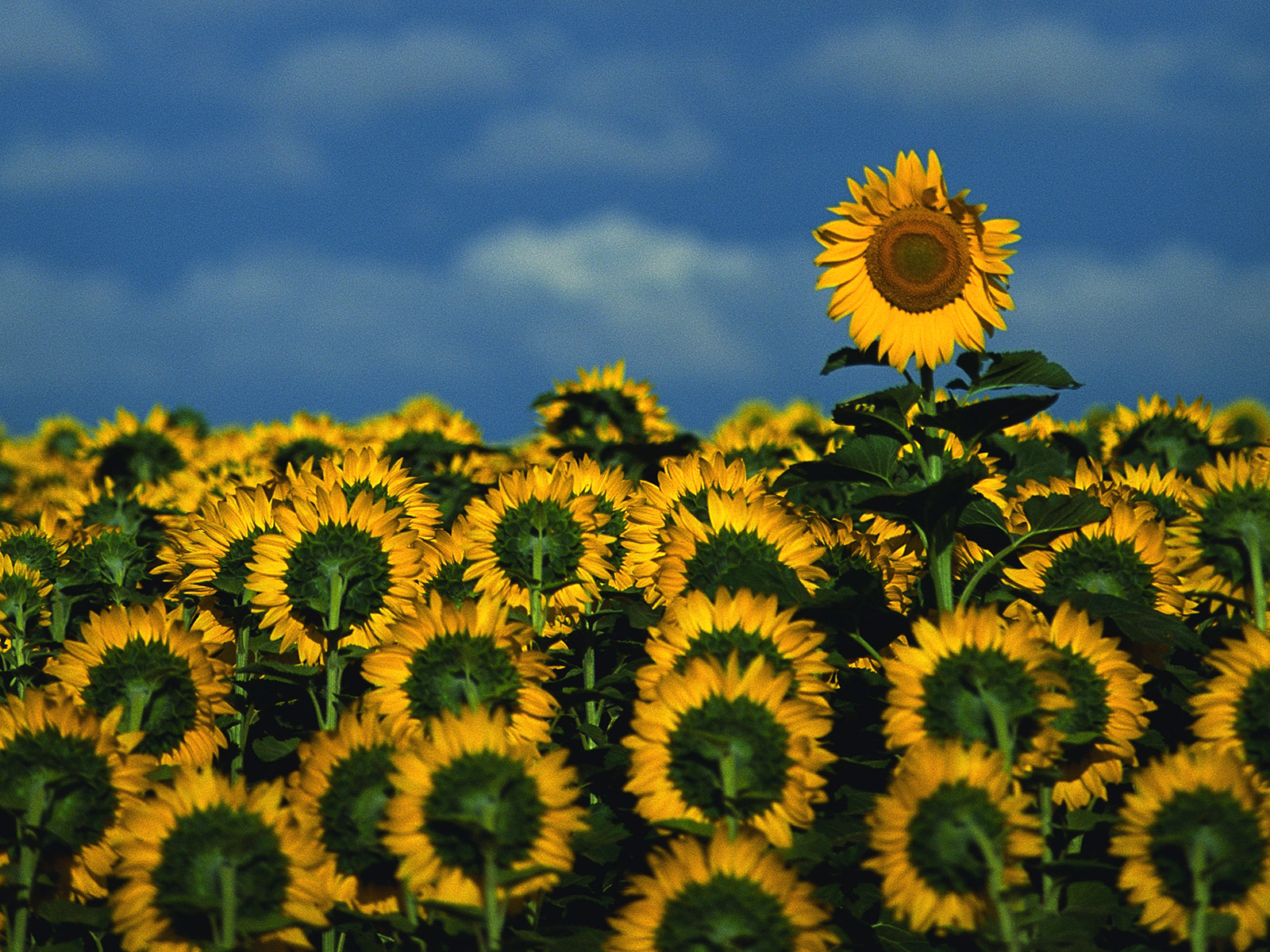 Sunflower_Field