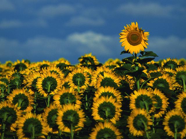 Sunflower_Field