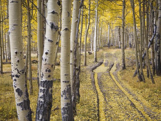 Quaking_Aspens_San