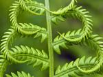 Cinnamon_Fern