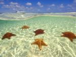 Cushion_Sea_Stars