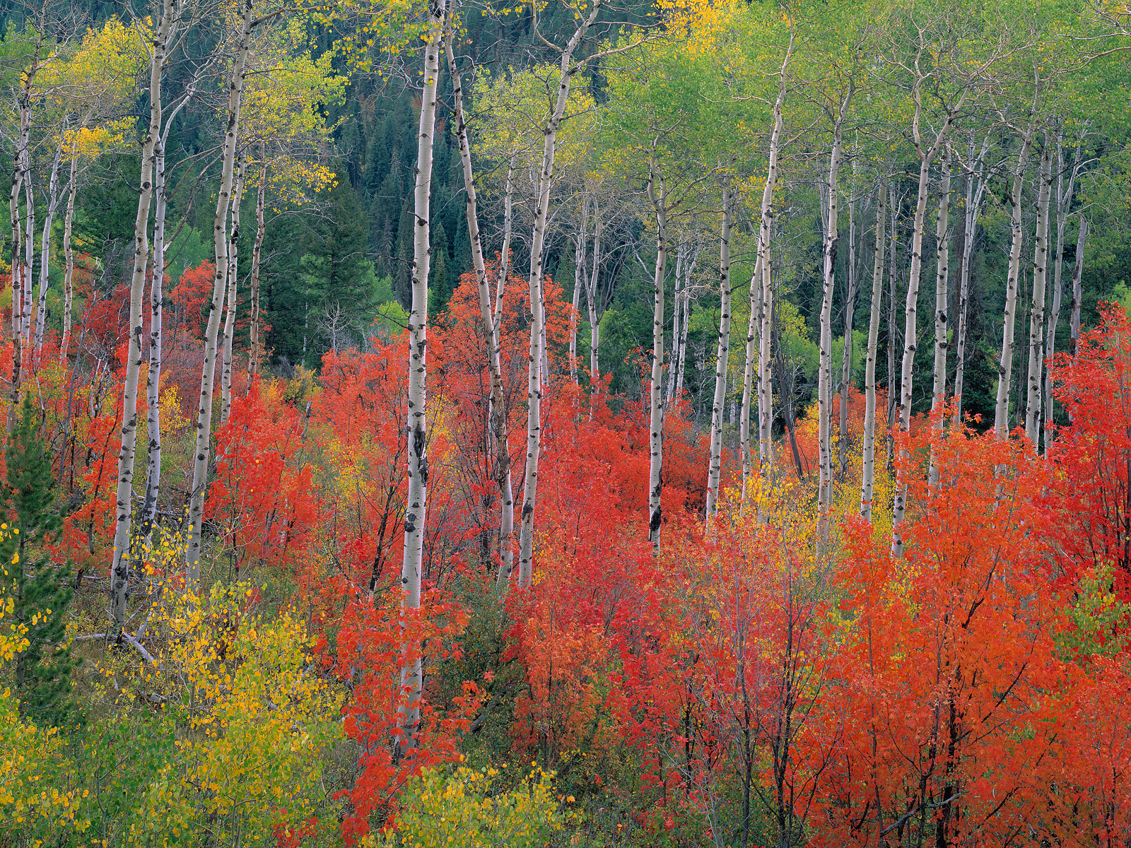 Aspens_and_Mountain