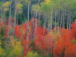 Aspens_and_Mountain