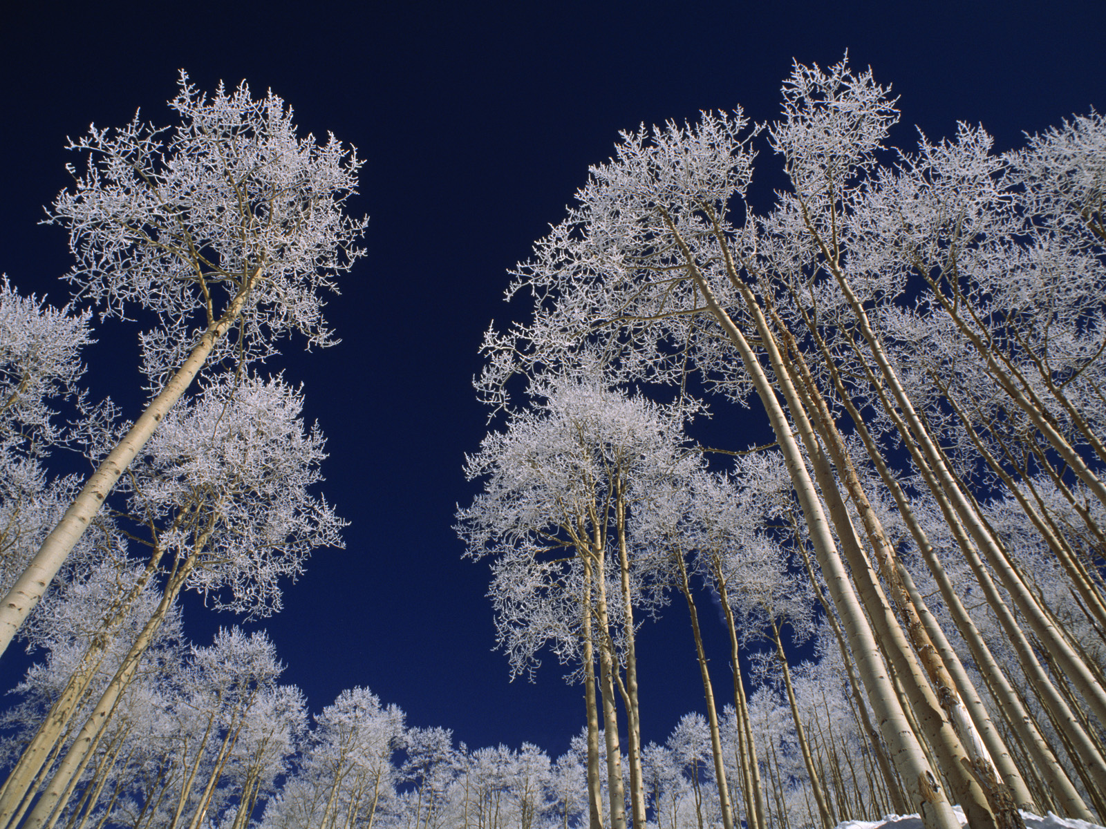 Frost-Covered_Trees