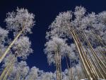 Frost-Covered_Trees