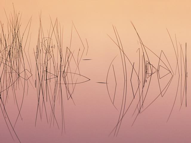 Hardsten_Bulrush_Lake