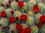 Claret_Cup_Cactus