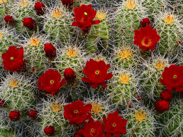 Claret_Cup_Cactus