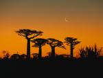 Grandidier_Baobab_Trees