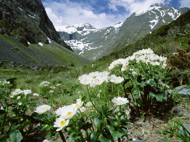 Great_Mountain_Buttercups