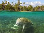 Manatee_Crystal_River