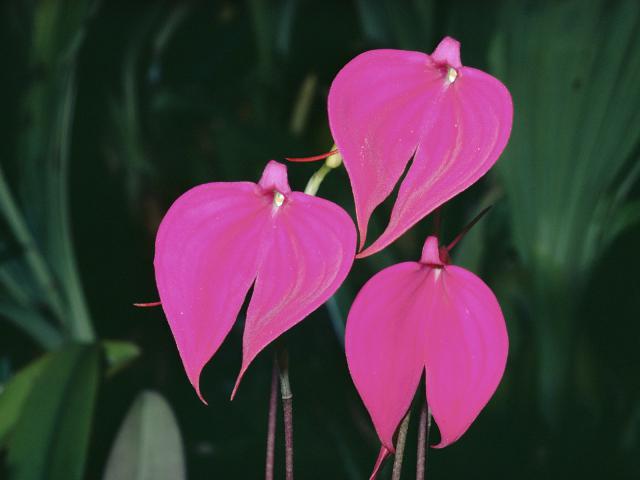 Orchids_Cloud_Forest