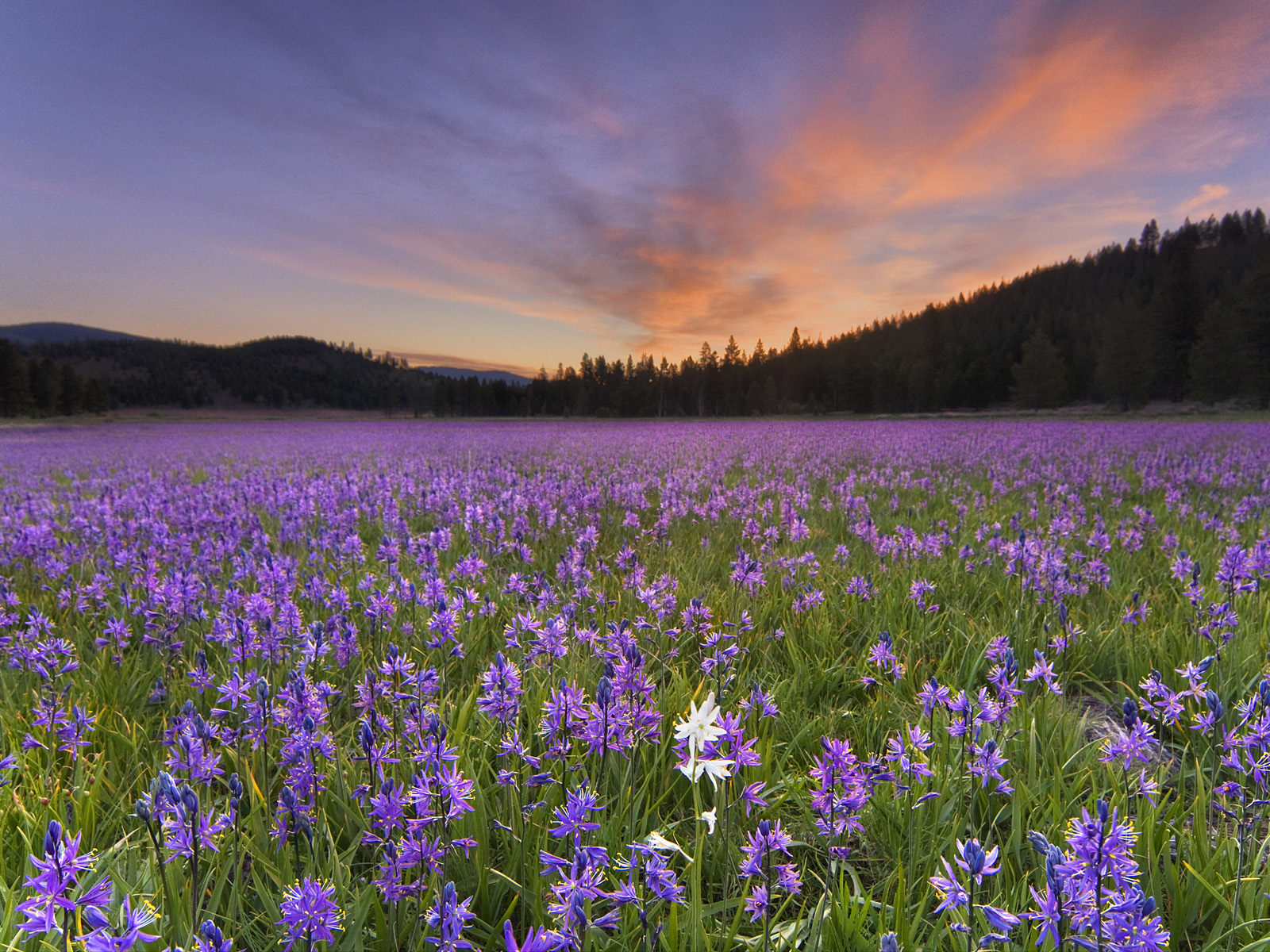 Sagehen_Meadows