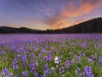 Sagehen_Meadows