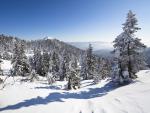 Spruce_Trees